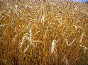 Grano1.JPG
