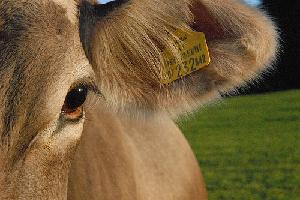 bovino-vacca-benessere-animale.jpg