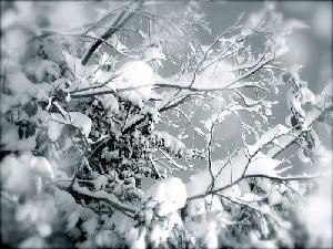 http://d34kr5jvxlwc7m.cloudfront.net/agricolturaonweb/materiali/ArticoliThumb/neve-maltempo-danni.jpg
