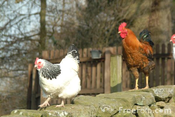 0chickens-polli-aviaria-freefoto.jpg