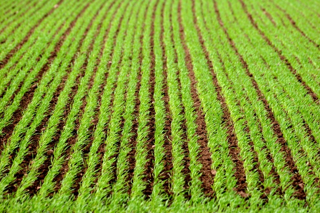 Agricoltura_3.jpg