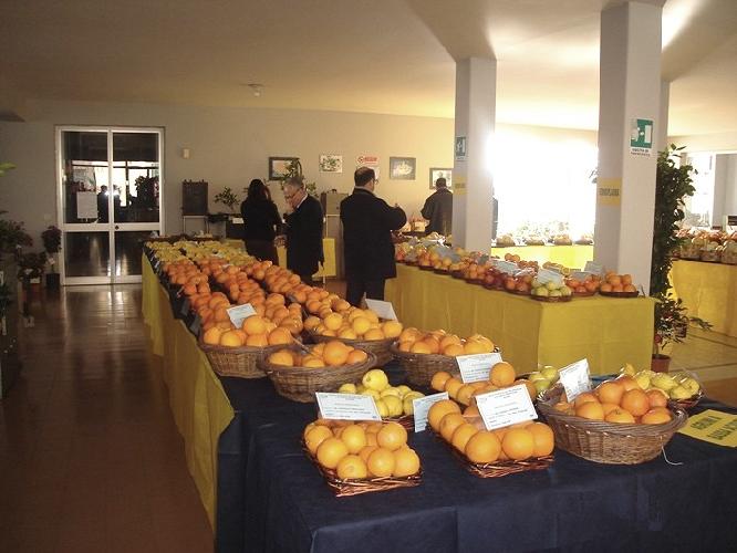 agrumi-mostra-pomologica-1-acireale-cra-acm.jpg