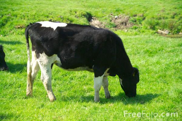 cow-vacca-da-latte-frisona-freefoto.jpg