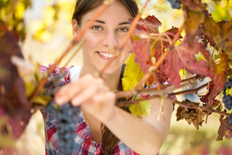 giovani-ragazza-donna-donne-vite-vigneto-uva-igor-mojzes-fotolia-750x500.jpg
