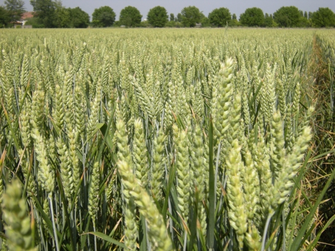 ks-nitrogen-grano.jpg