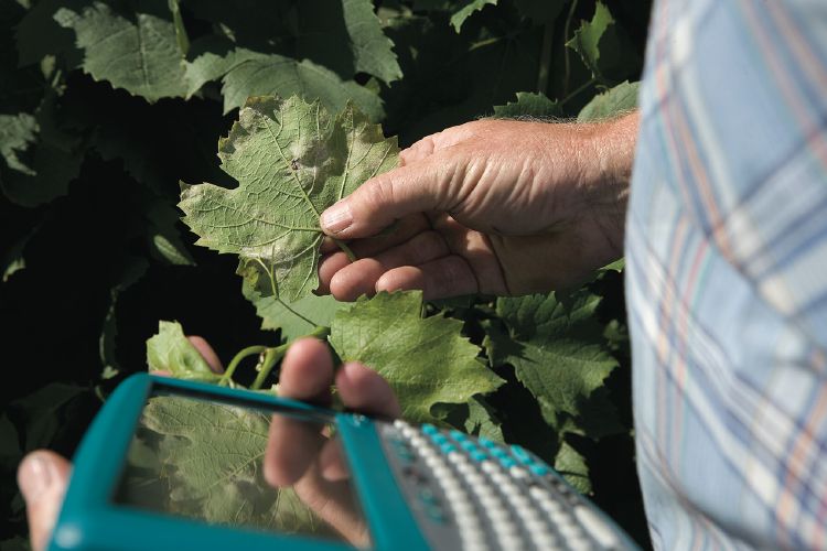 syngenta-ricercatore-vigneto-tecnologia-750.jpg