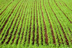 Agricoltura_3