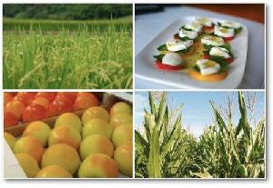 alimenti-alimentazione-cibi-mela-riso-mais-mozzarella-verdure-byil.jpg