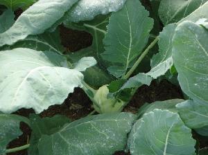 cavolo-rapa-brassicacee-coltura-protetta-byortofelice.jpg