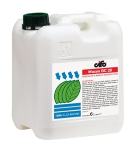 cifo-macys-bc-28