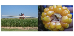 dupont-pioneer-mais-piralide-2013