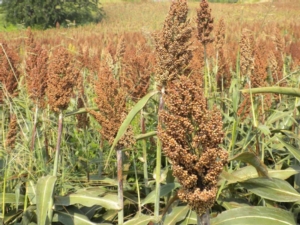 eurochemagro-sorgo