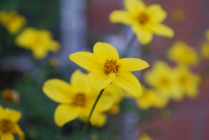 fiore-giallo-primavera-fioritura