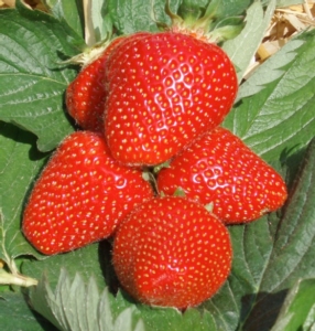 fragole-joly-civ