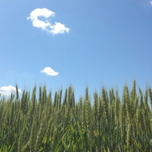 frumento-cereali-in-campo-maggio-2013-mod-instagram-no-filter-by-cs-il