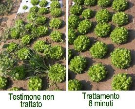 geodisinfestazione-con-vapore-lattuga-confronto.jpg