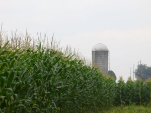 mais-corn-campi-byflickrcc20-kevin-kb35