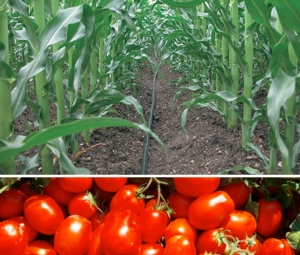 mais-pomodoro-da-industria-irrigazione-by-netafim-syngenta
