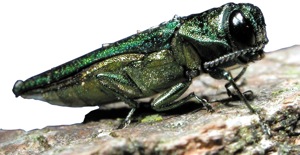 minatore-smeraldino-frassino-agrilus-planipennis.jpg