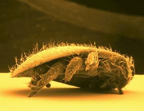 varroa-destructor-foto-BASF.jpeg