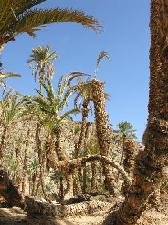 wadi-feiran-palme-colpite-punteruolo-rosso.jpg