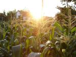 mais-corn-Foto-by-Dodo-Bird