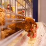ovaiole_alimentazione-qmnonic