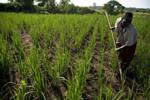 Diritti di proprietà e di accesso alle terre, raggiunta un'intesa internazionale contadino-agricoltore-accesso-al-suolo-fonte-fao