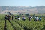 immigrati_lavoro_stagionale_agricoltura2