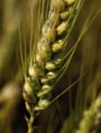 grano-folur