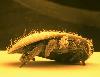 varroa-destructor-foto-BASF