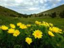 AdonisVernalis2