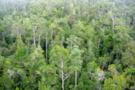 foreste4