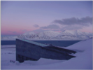 svalbardpurple