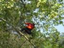 treeclimbing1